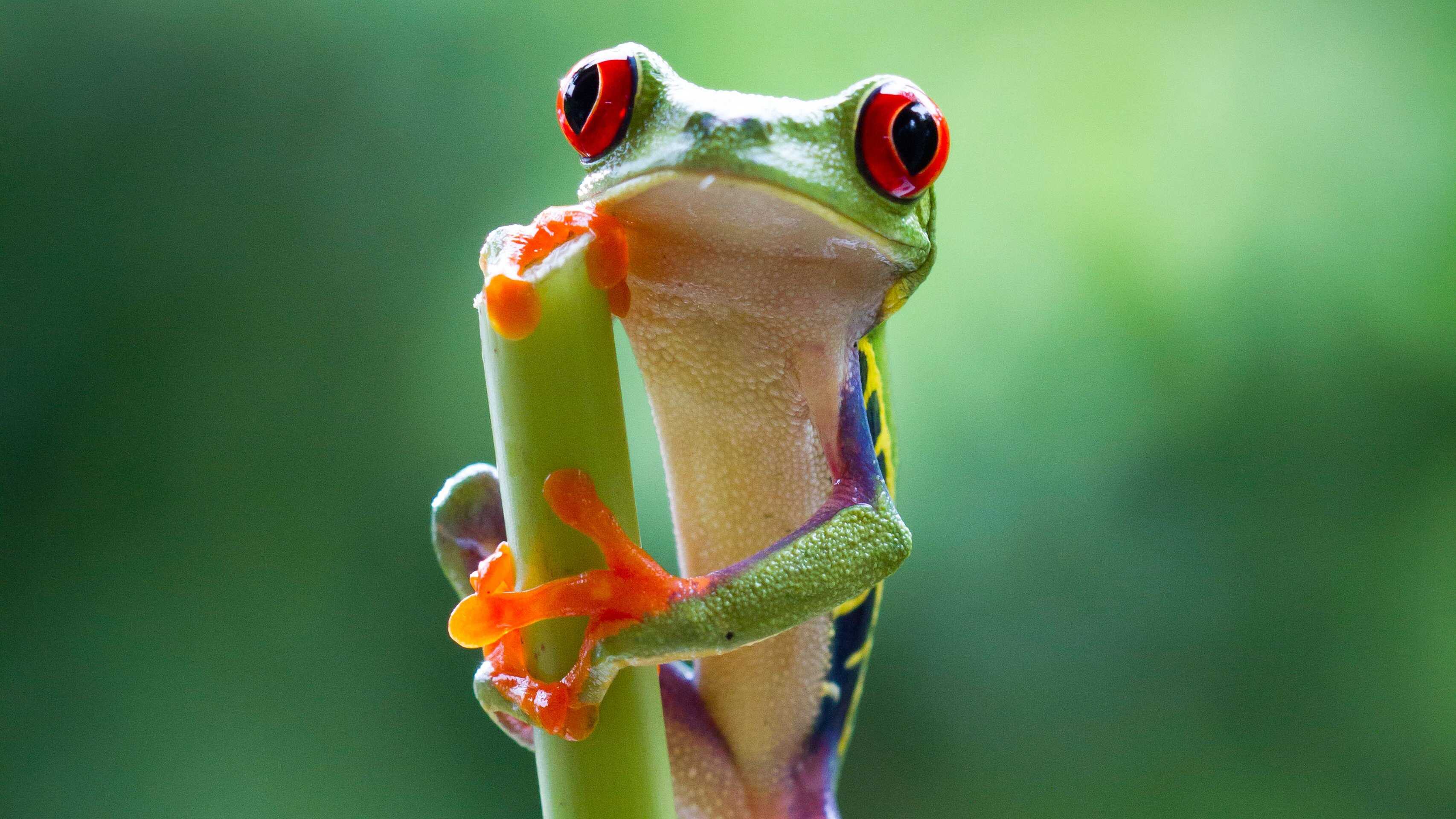 EN - Planet Earth II (2016) 3