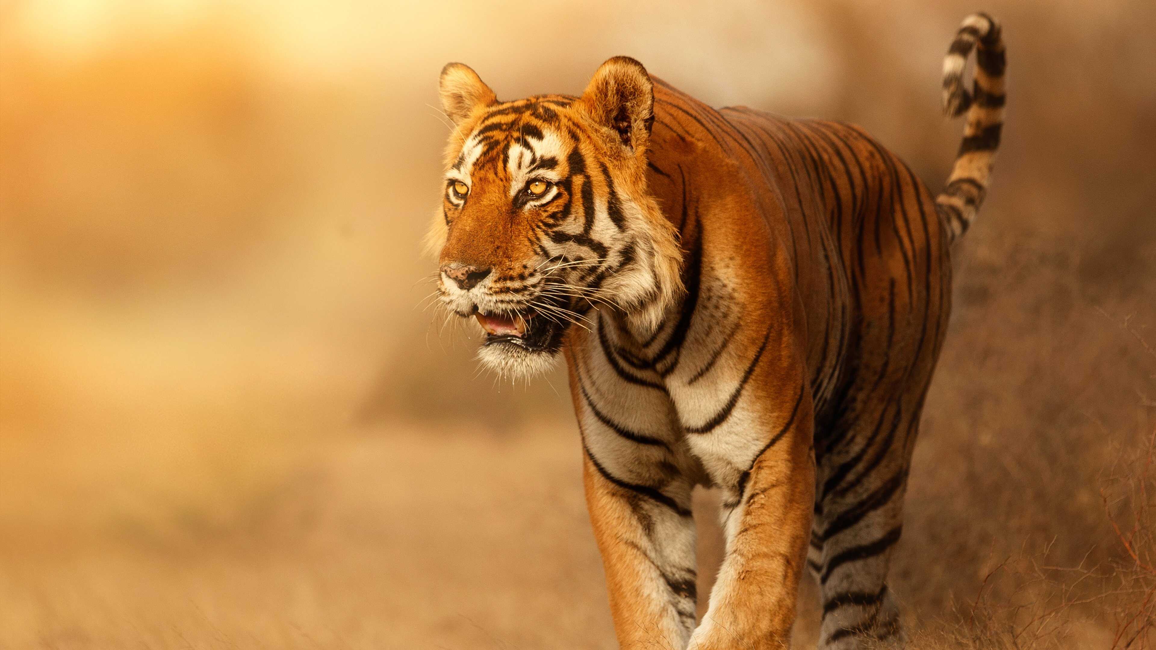 D+ - Wild Cats of India 0