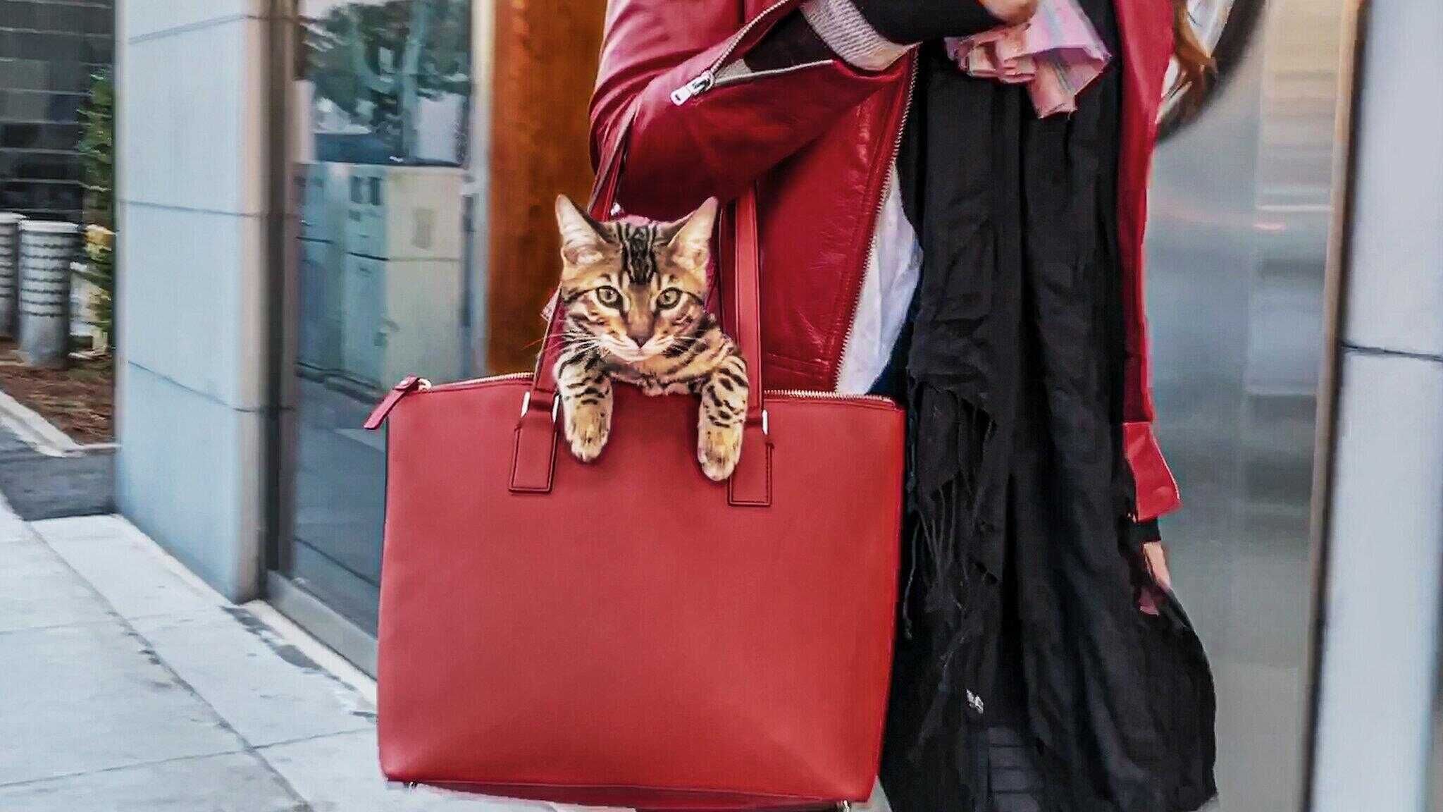 AR - Cat People 0
