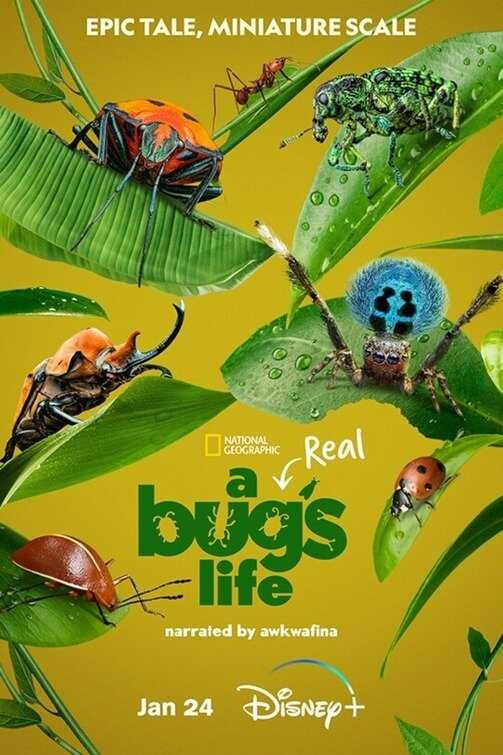 EN - A Real Bug's Life (2024) 4