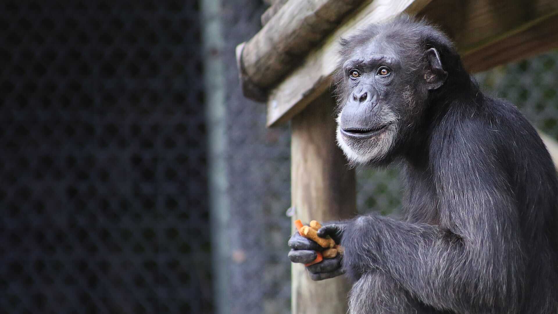 D+ - Secrets of the Zoo: Tampa 0