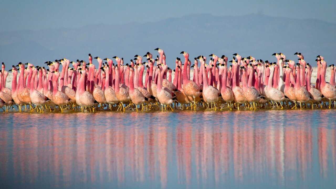 EN - Planet Earth II 4K (2016) 1