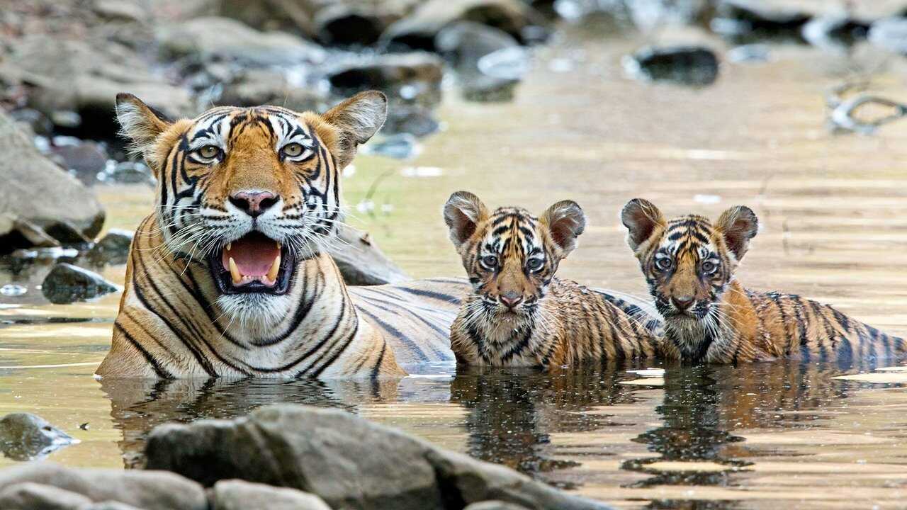 Growing Up Wild 0