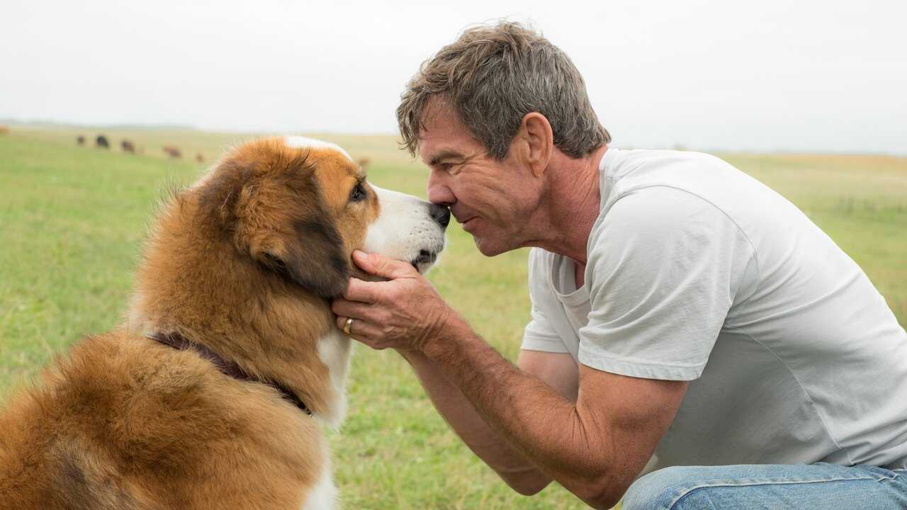 A Dog's Purpose 0