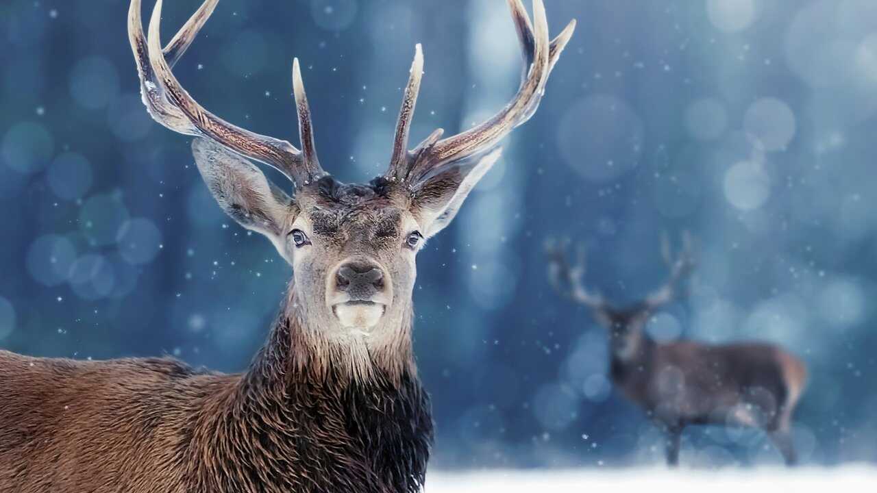 Snow Animals 0