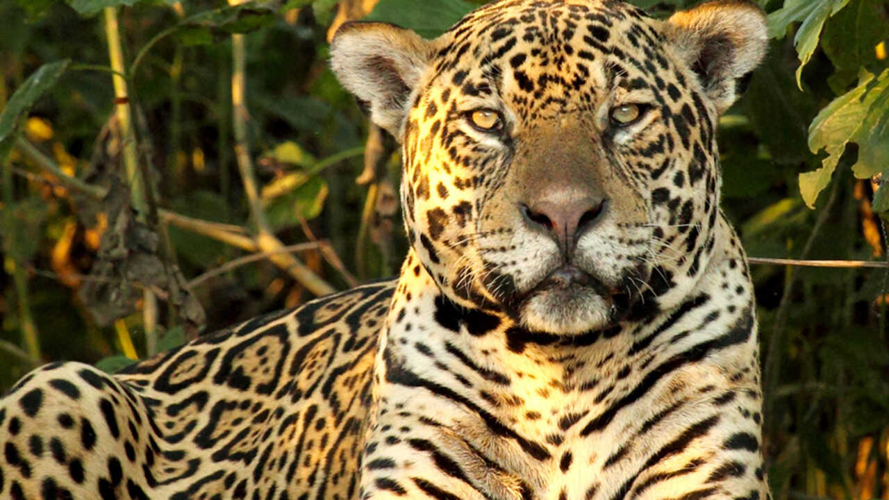 EN - Wild Brazil (2014) 0