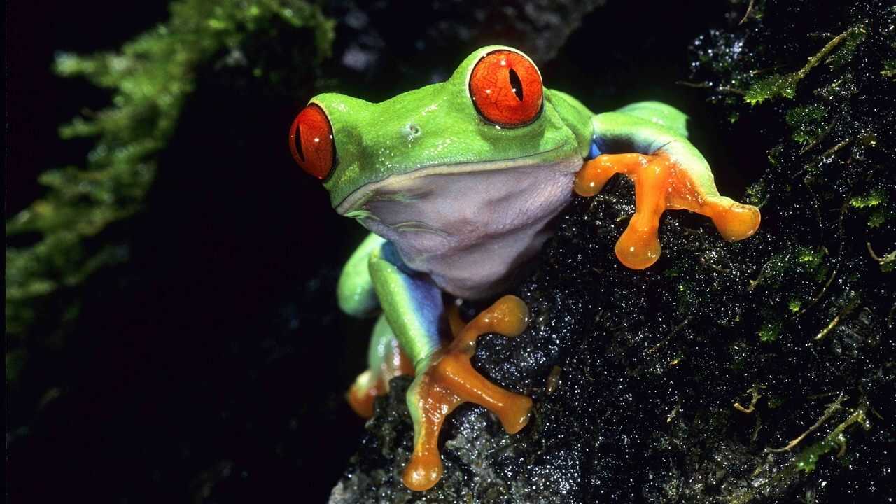 EN - Life on Earth (1979) (GB) 0