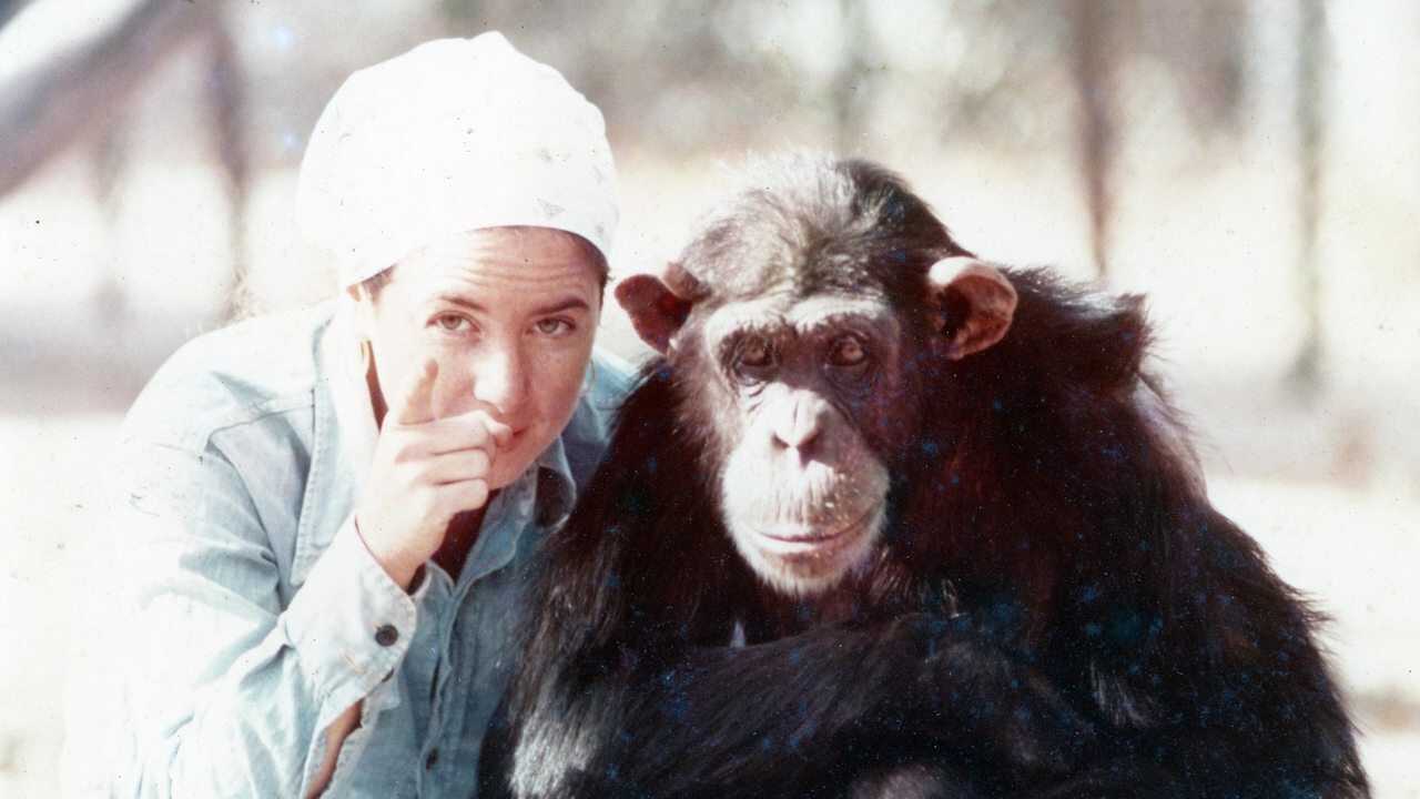 Lucy the Human Chimp 0