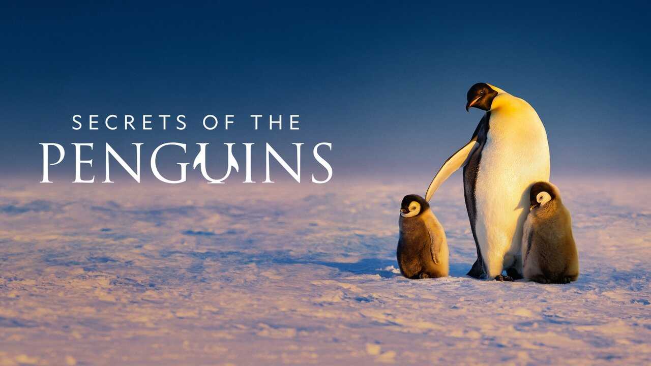 ES - Secretos de los pingüinos (2025) 0