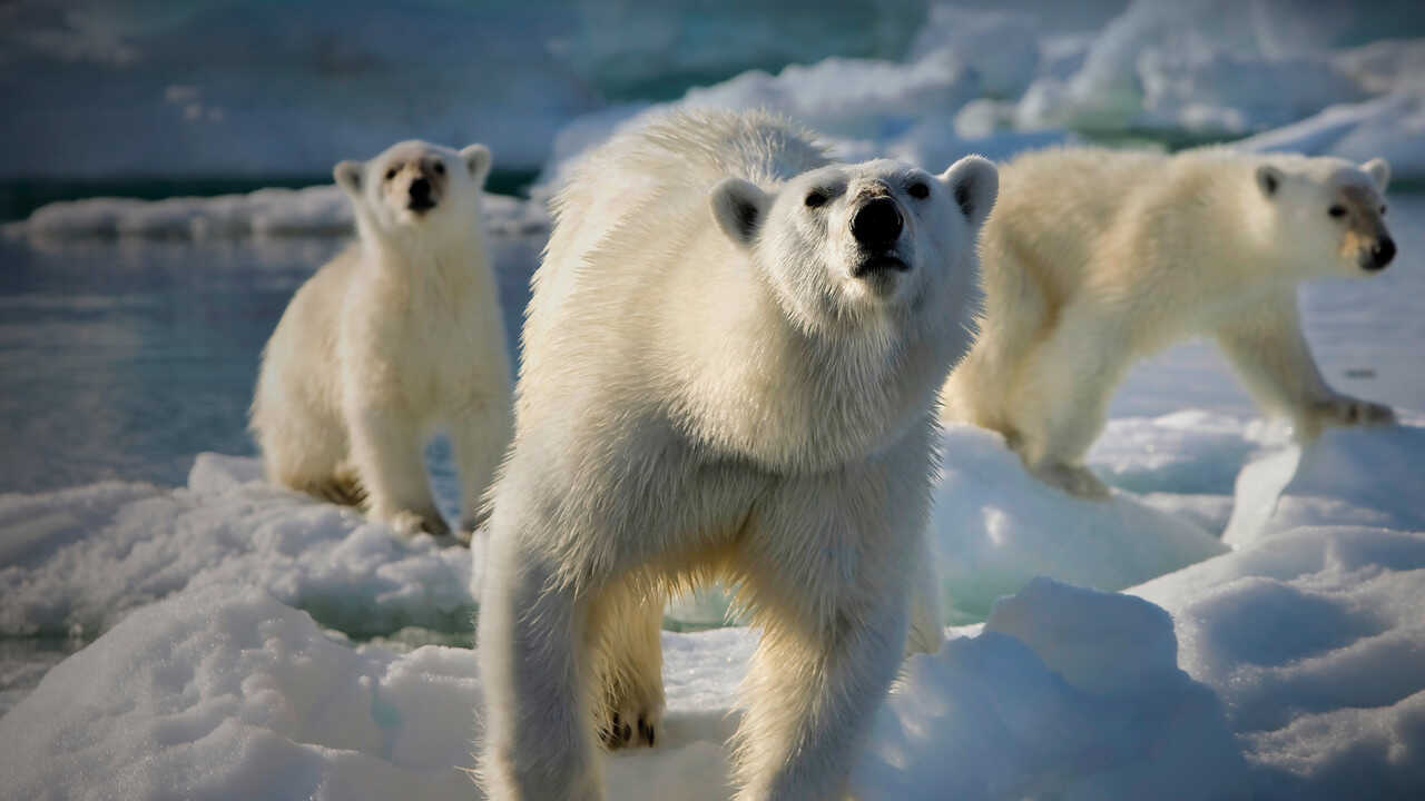 EN - Frozen Planet (2011) (GB) 2