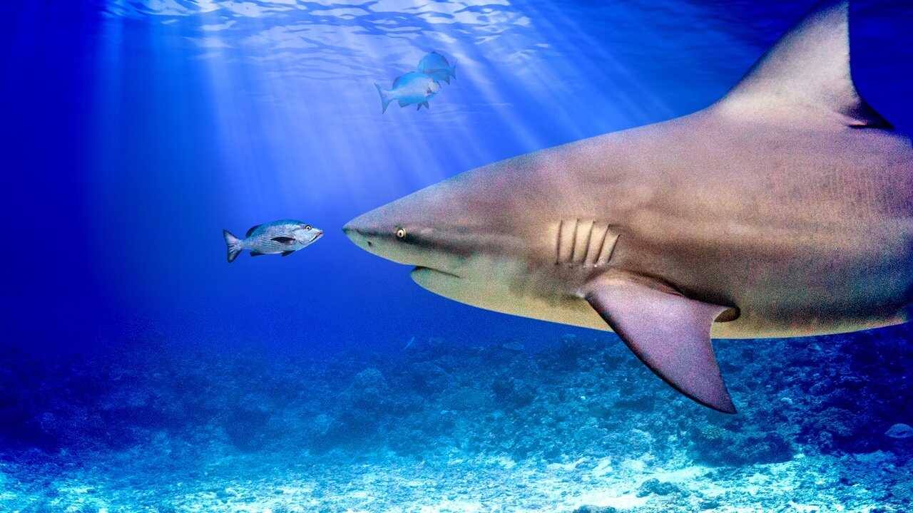 World's Biggest Bull Shark? 0