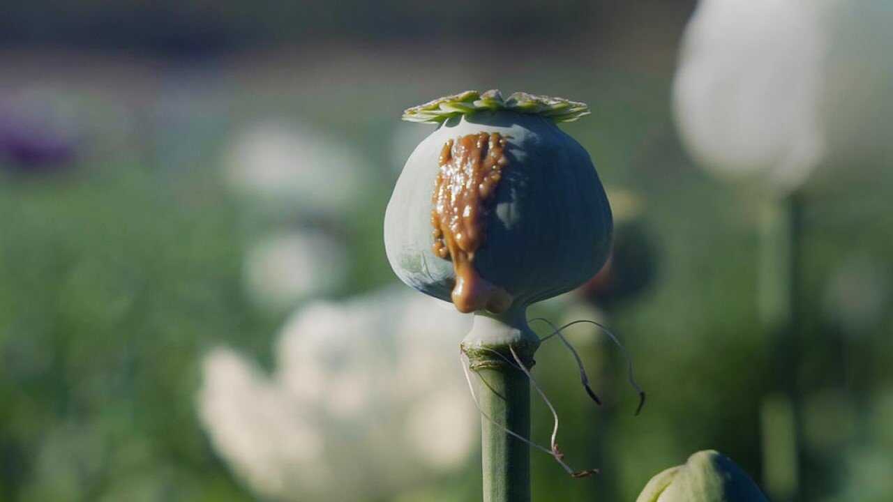 FR - Histoire du trafic de drogue 0