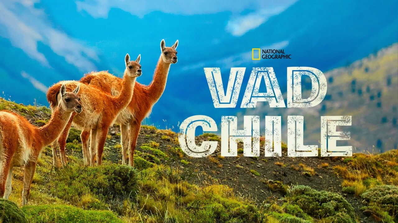 D+ - Wild Chile (GB) 1