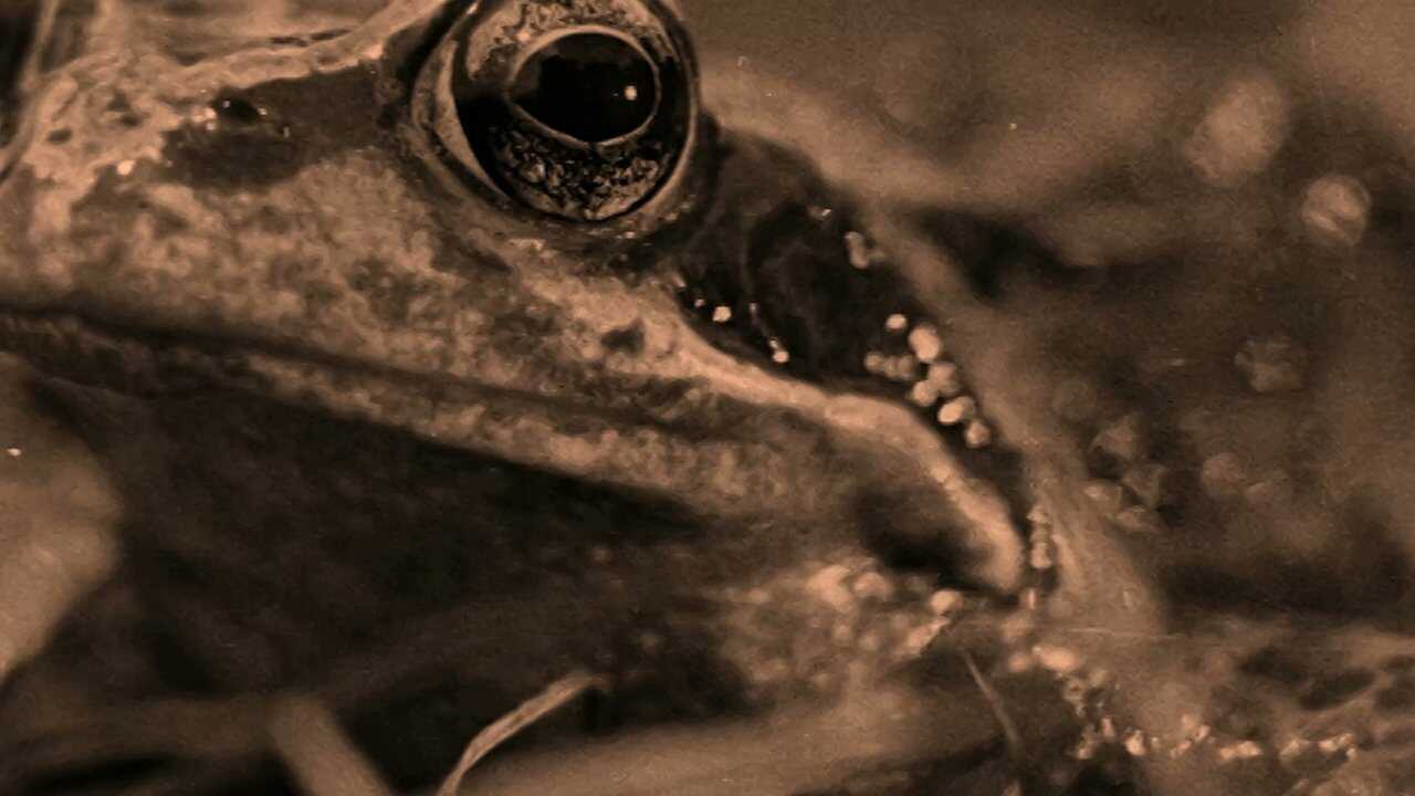 Dal Pianeta Degli Umani 0