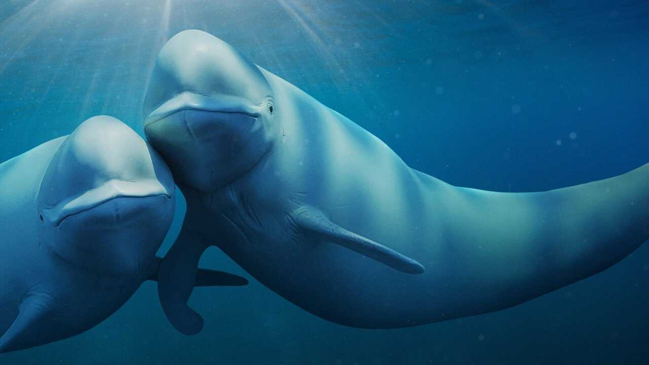 ES - Nuestros océanos (2024) 3