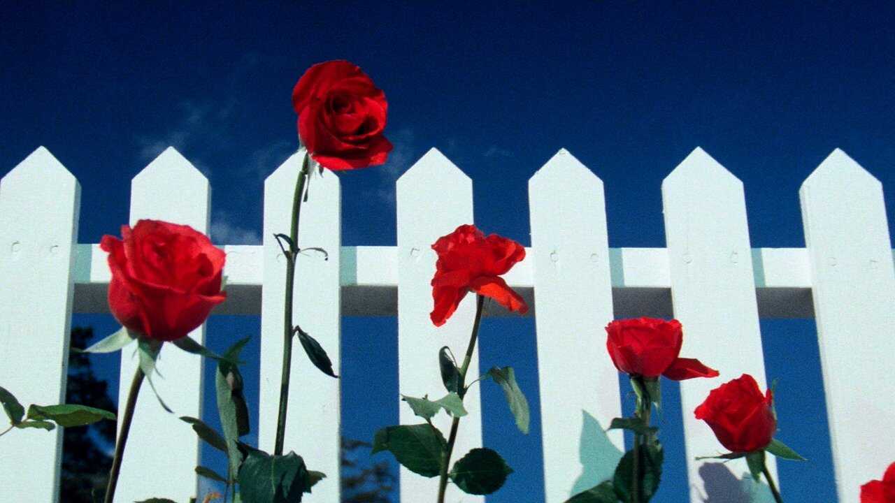 Blue Velvet (1986) 0