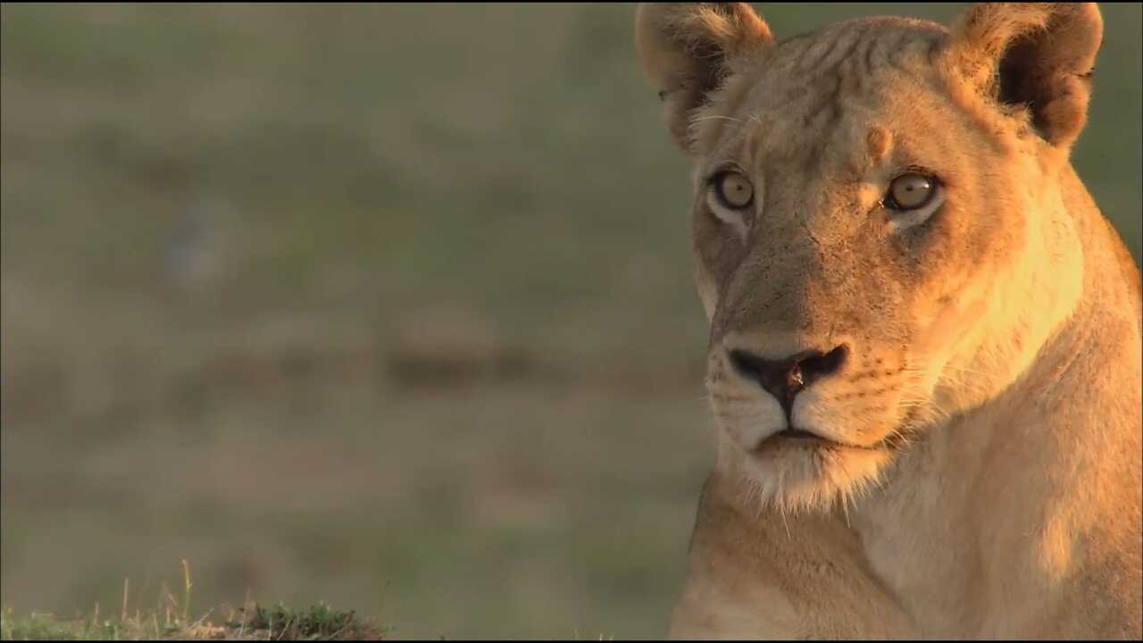 Lions of Crocodile River 0