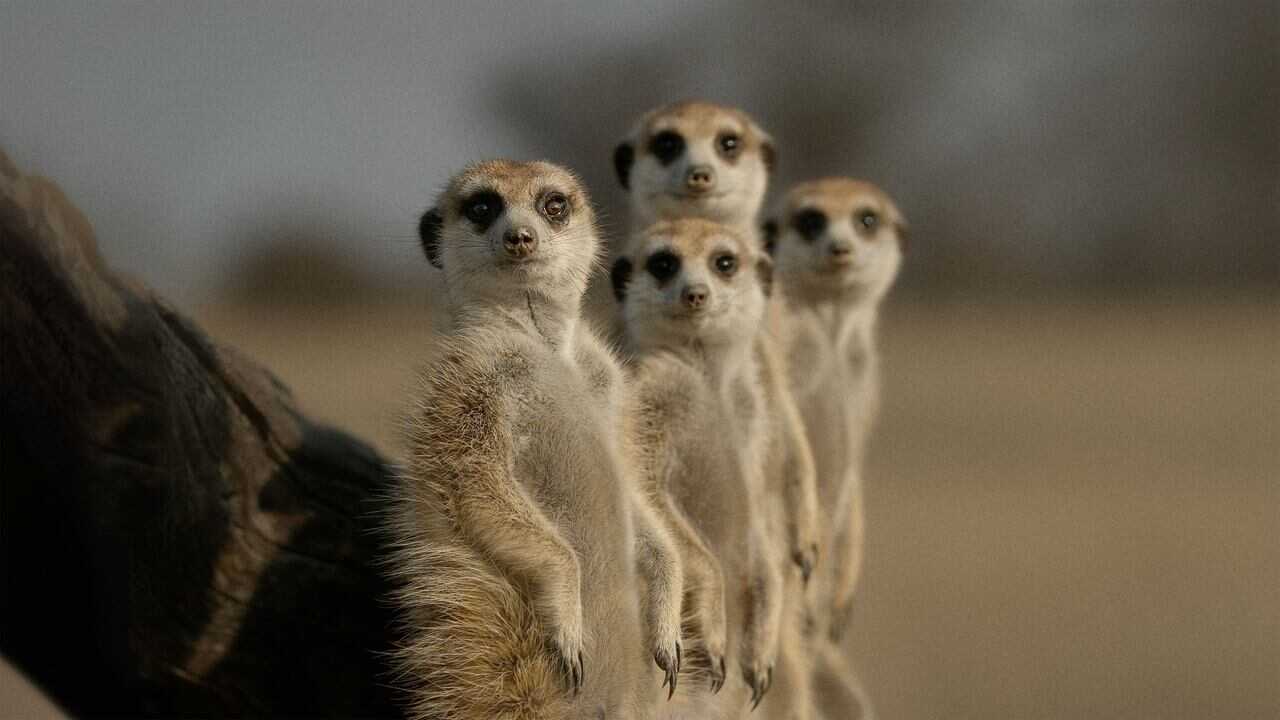 ES - La vida secreta de los animales (2024) 0