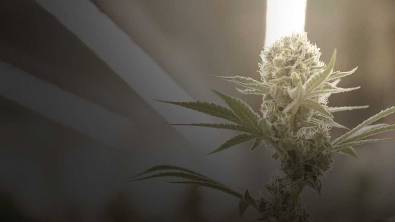 FR - Cannabis : la série documentaire 0