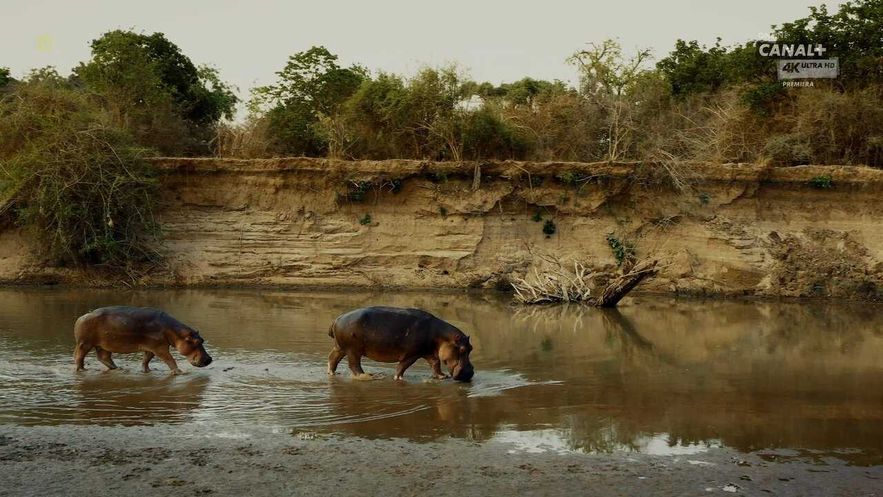 Hippo King 0