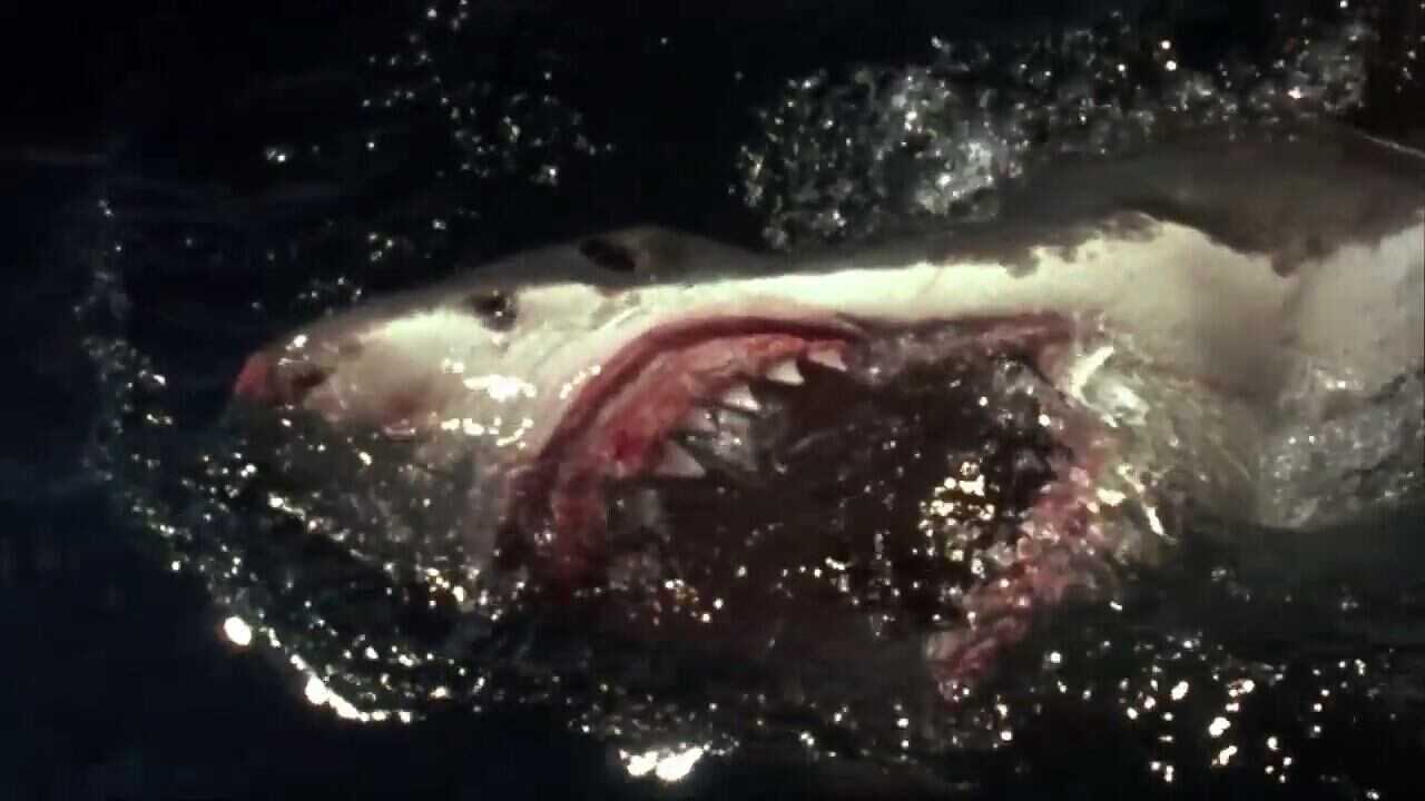 Shark Zone (2003) 0