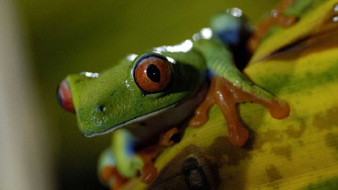 EN - David Attenborough' Life in Cold Blood (2008) 3