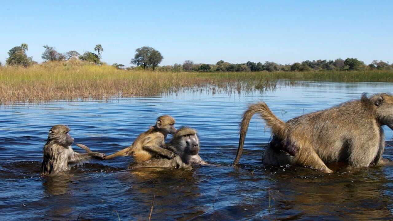 FR - Démocraties animales 0