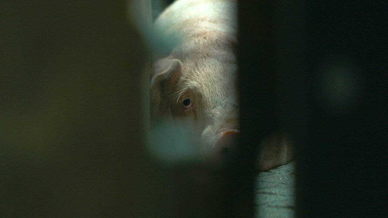 L'usine des animaux (2023) 0