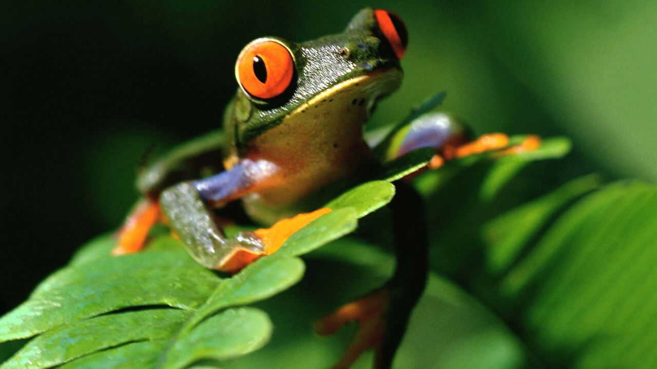 EN - Life on Earth (1979) (GB) 2