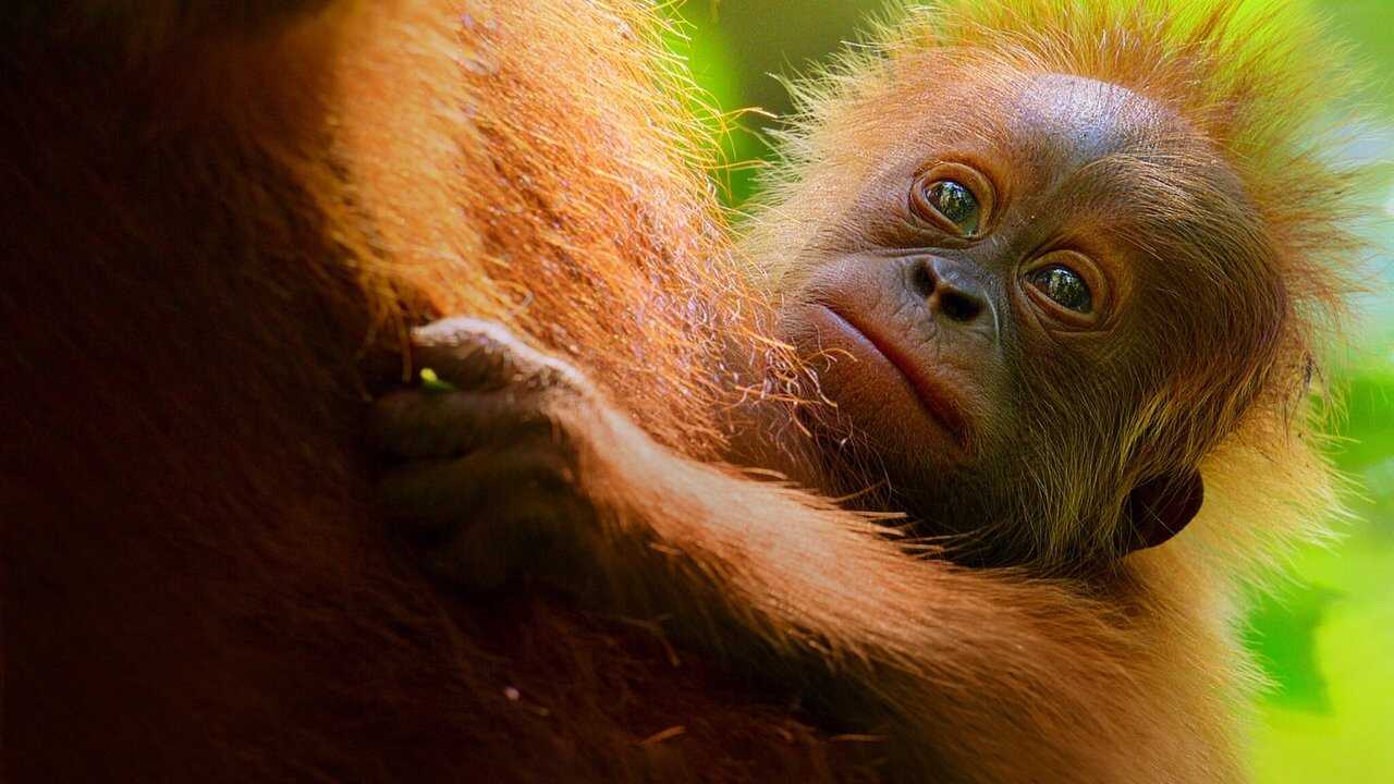 Secret Lives of Orangutans 0