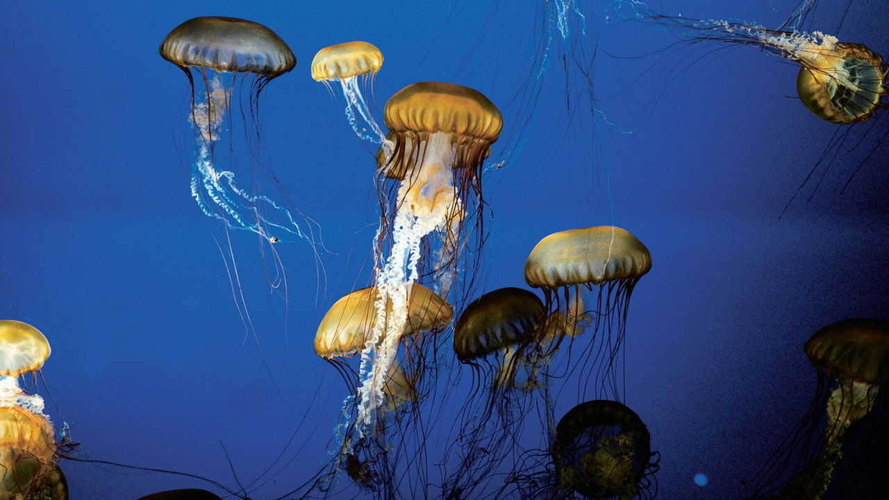The Living Sea 0