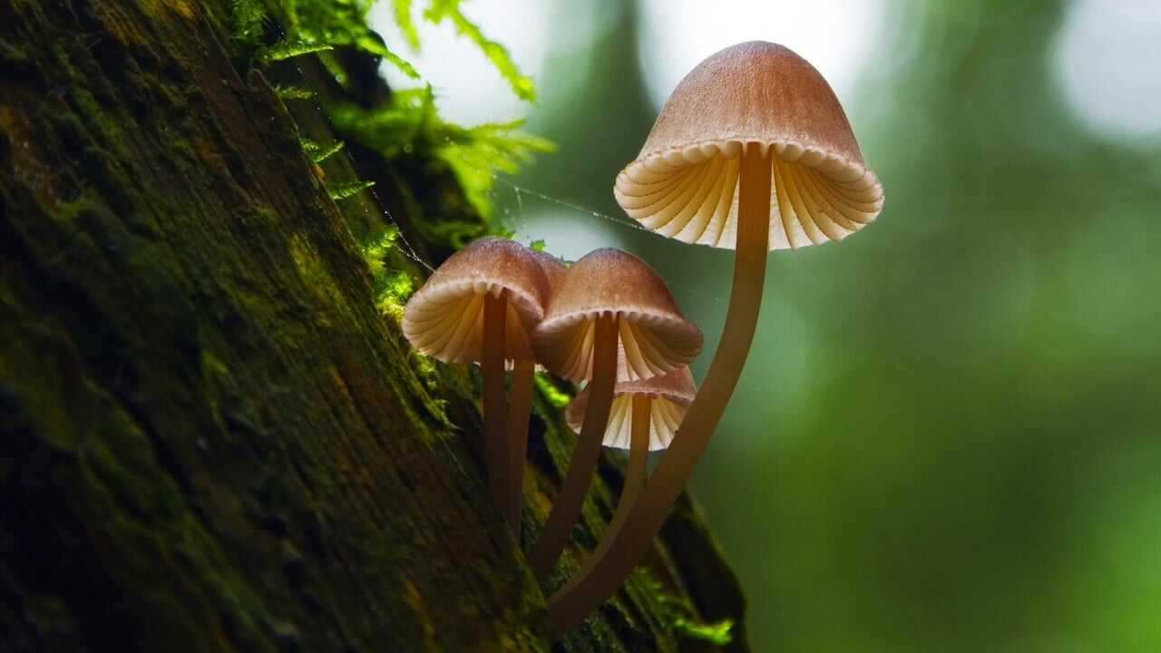 Fantastic Fungi (2019) 0
