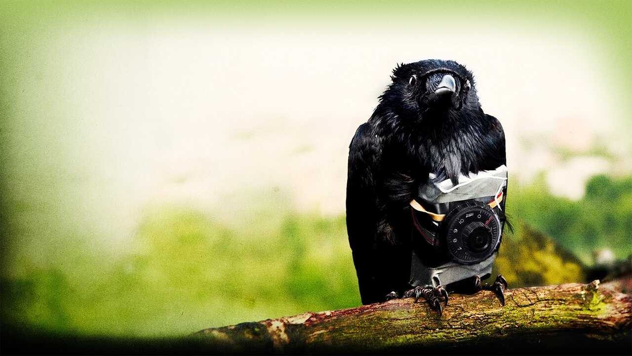 Four Lions 0