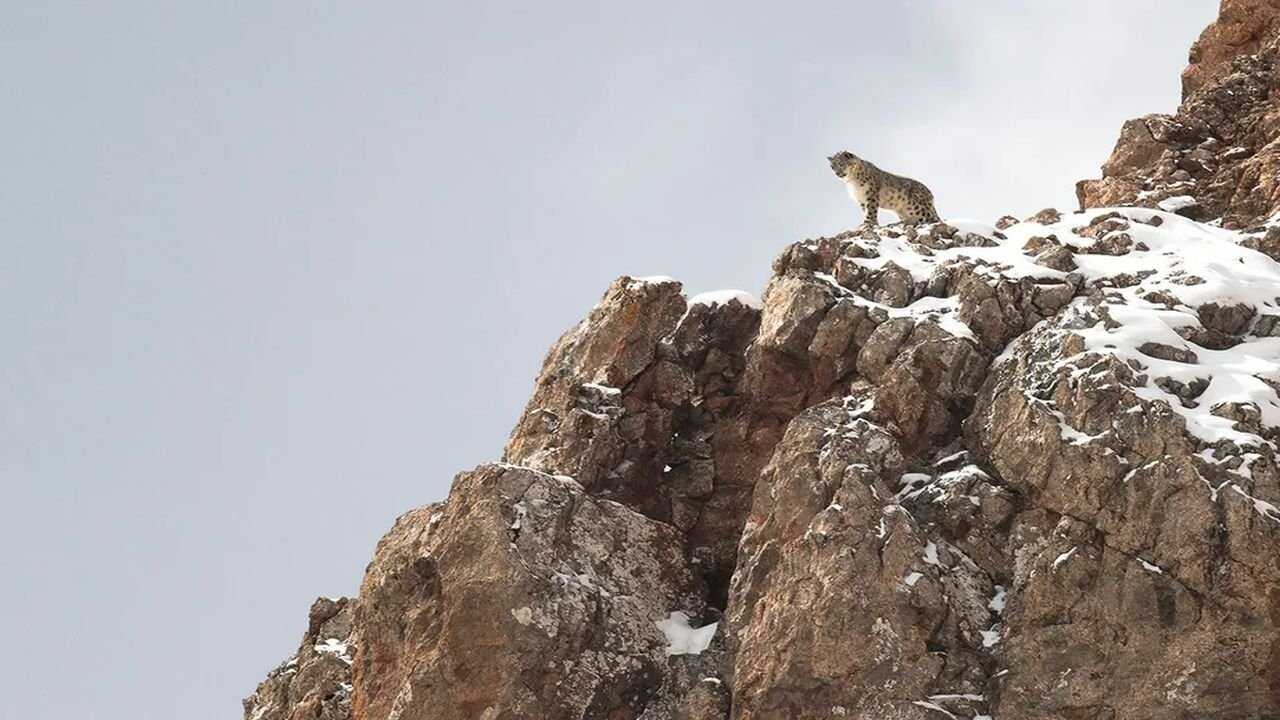 La Panthère des neiges 0