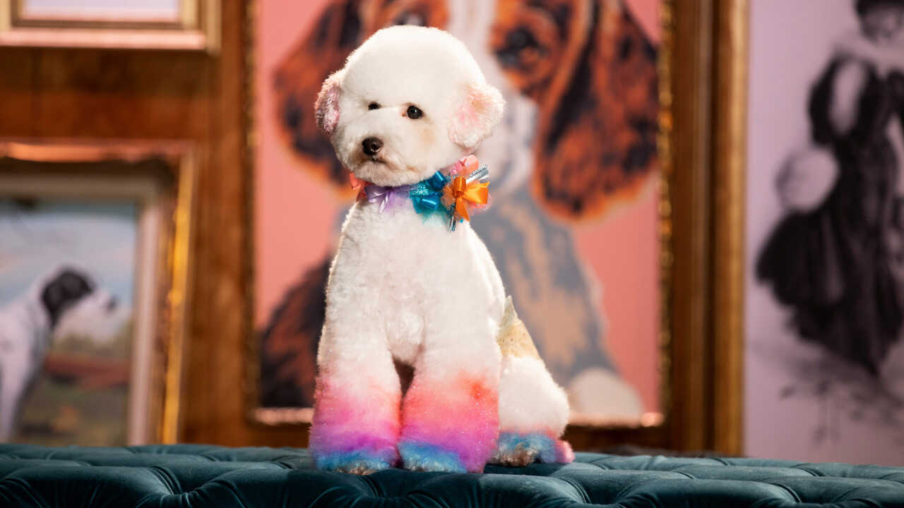 EN - Haute Dog (2020) 3