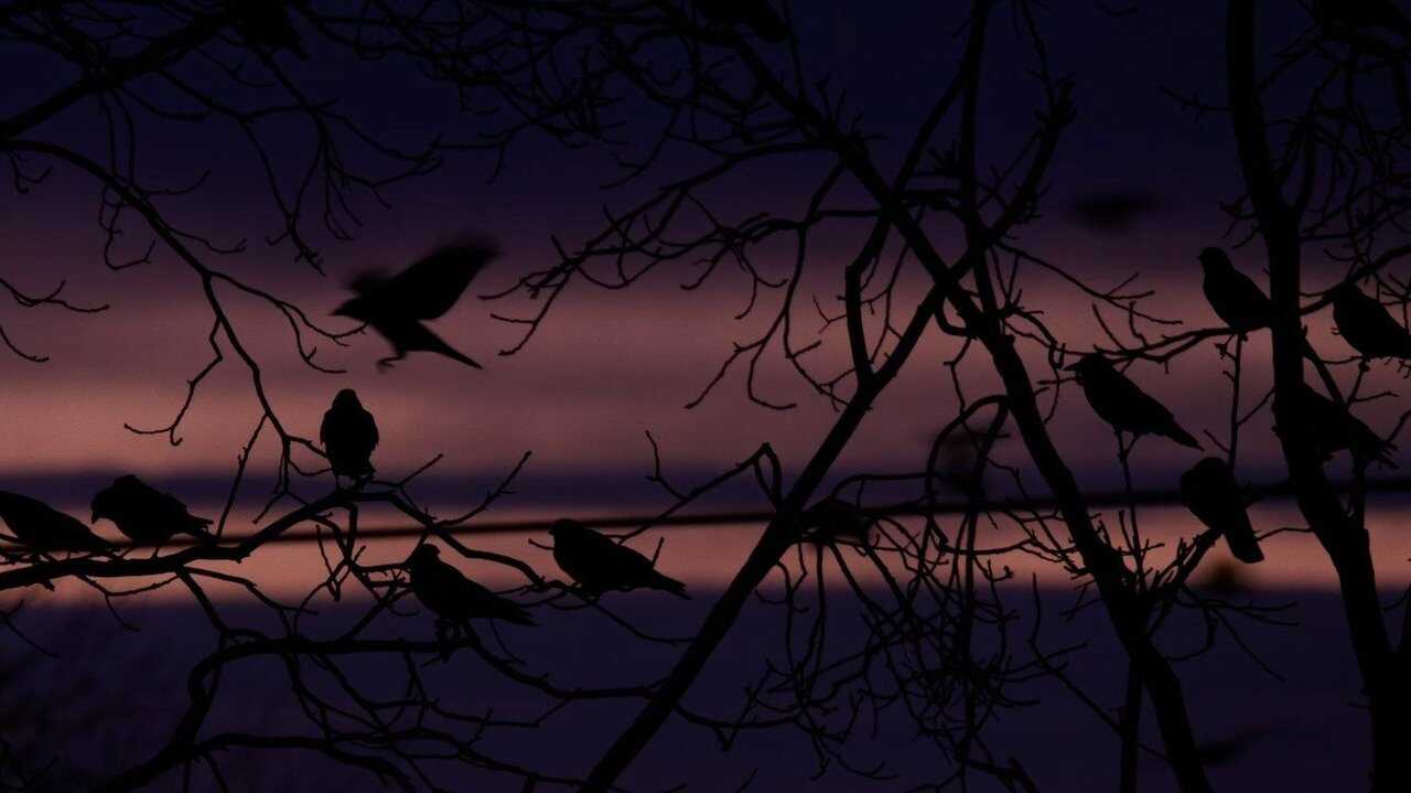 Krähen - Die Natur beobachtet uns (2023) 0