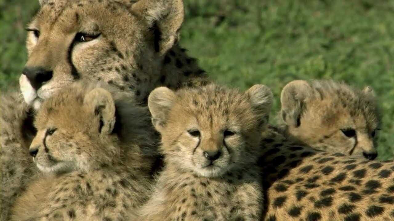 One Life 0