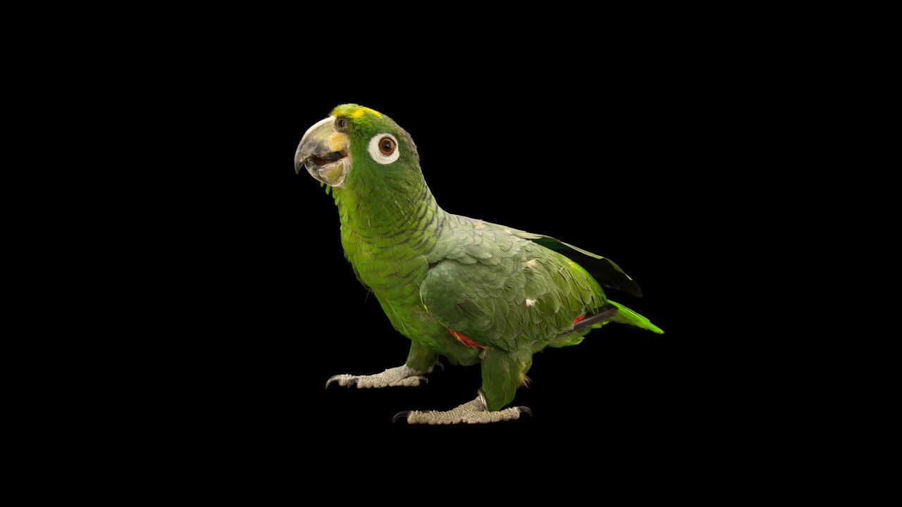 EN - Photo Ark (2017) 1