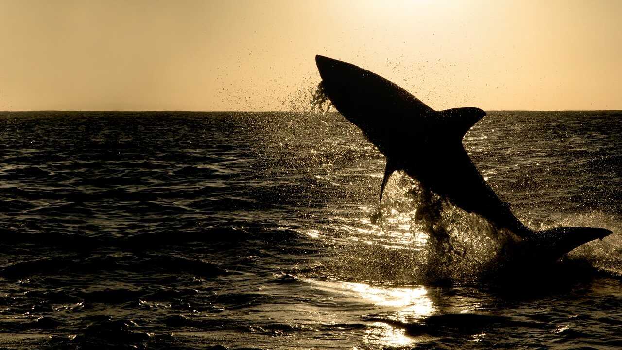 Big Sharks Rule 0