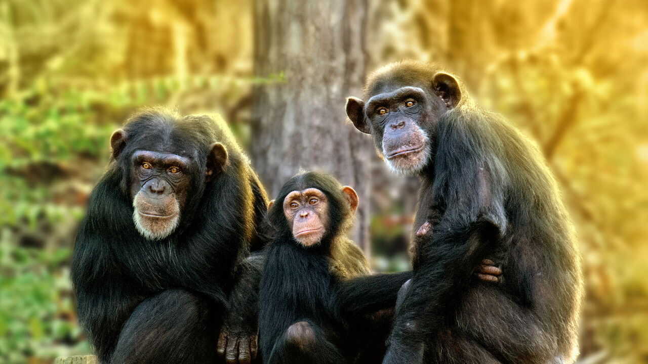 D+ - Meet the Chimps (US) 1