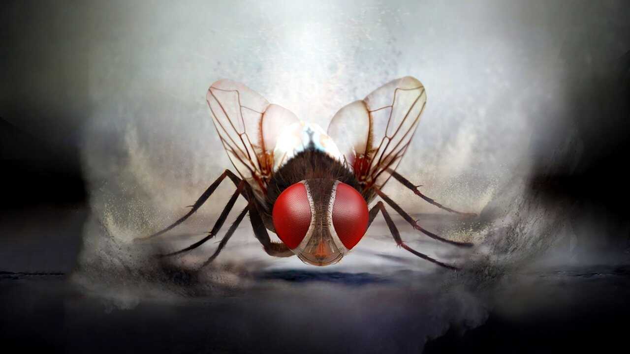 Eega (2012) 0