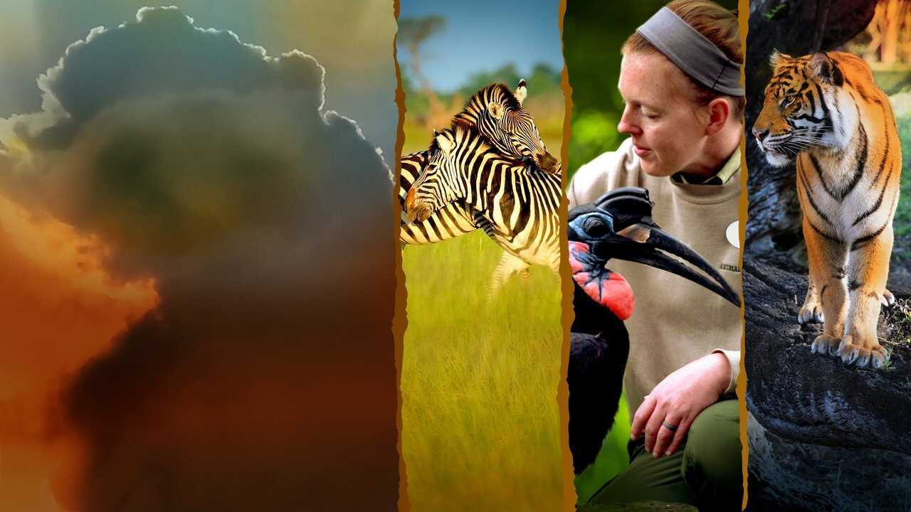 EN - Magic Of Disney's Animal Kingdom (2020) 1