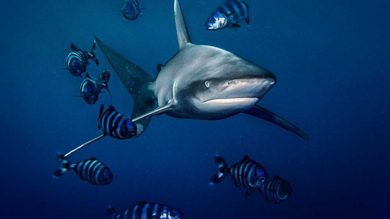World's Most Dangerous Shark? 0