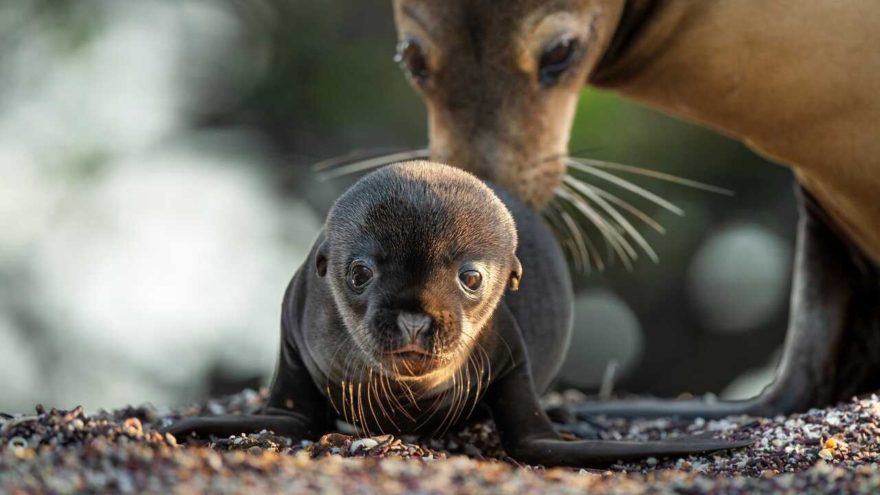 Sea Lions of the Galapagos 0
