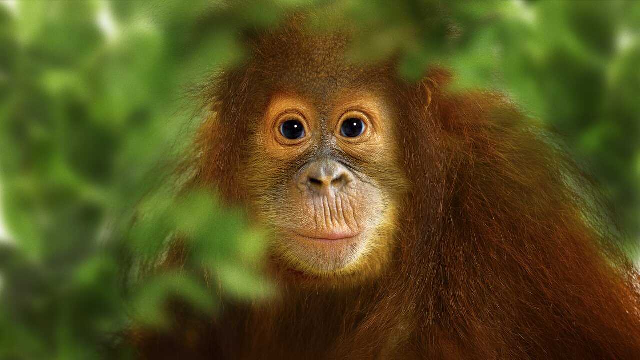Orankipelastus 0