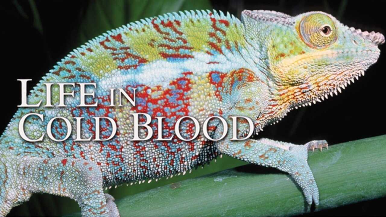 EN - David Attenborough' Life in Cold Blood (2008) 1