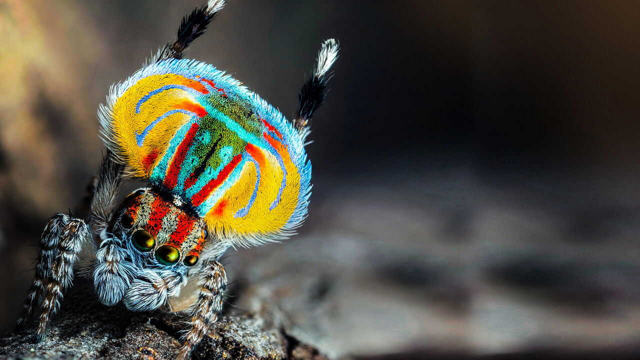 NF - Magical Land of Oz 4