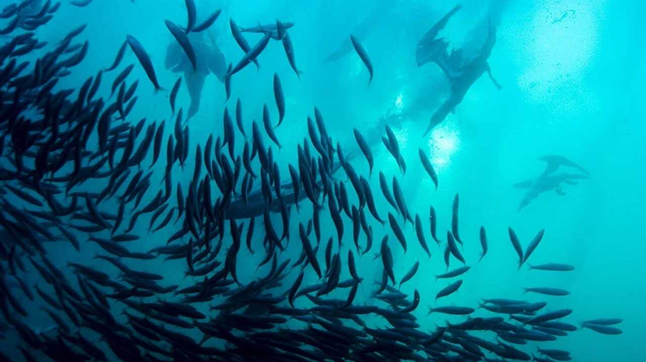 Wild Ocean 0
