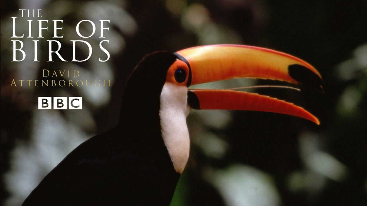 EN - The Life of Birds (1998) 1