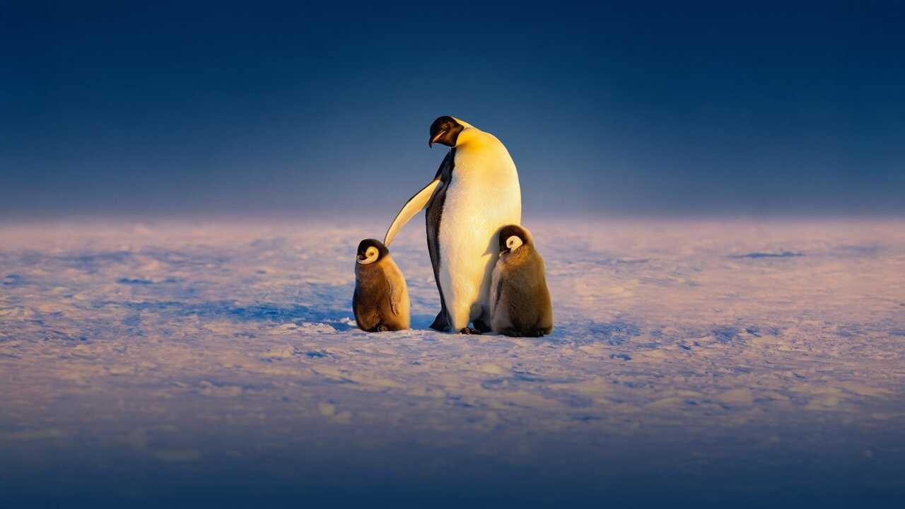 ES - Secretos de los pingüinos (2025) 1